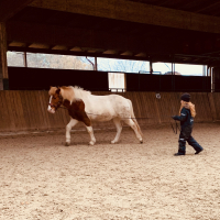 IPZV Longierabzeichen mit Nora
